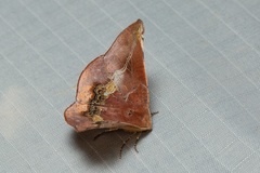 Garaeus conspicienda