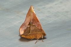 Garaeus conspicienda