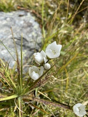 Gentianella montana montana