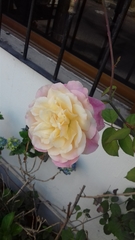 Rosa