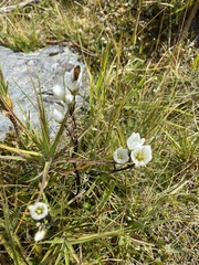 Gentianella montana montana