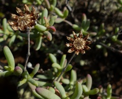 Leipoldtia schultzei