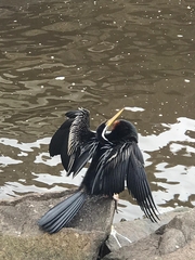 Anhinga novaehollandiae