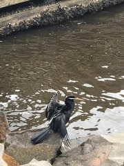 Anhinga novaehollandiae