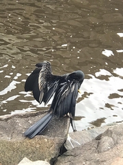 Anhinga novaehollandiae