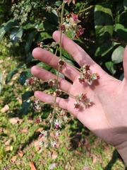 Rubus pirifolius