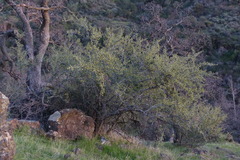 Ceanothus cuneatus cuneatus