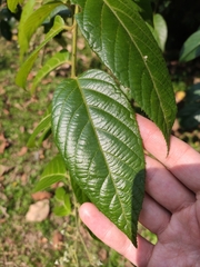 Rubus pirifolius