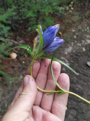 Gentiana triflora
