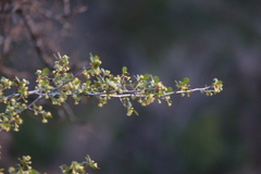 Ceanothus cuneatus cuneatus