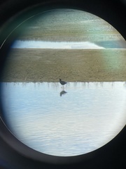 Himantopus novaezelandiae