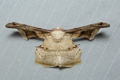 Gonodontis