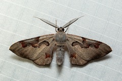 Hypochrosis pyrrhophaeata