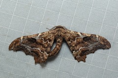 Hyposidra violescens