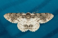 Iulotrichia decursaria