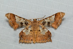 Krananda semihyalina