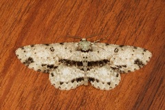 Ophthalmitis