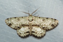 Ophthalmitis