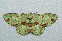 Ophthalmitis rufilauta