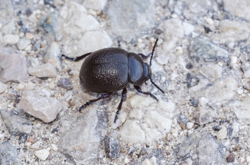 Timarcha pratensis · iNaturalist