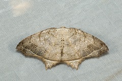 Oxymacaria temeraria