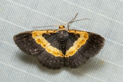 Peratophyga trigonata