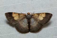 Peratophyga venetia