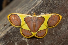 Plutodes cyclaria
