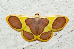 Plutodes cyclaria