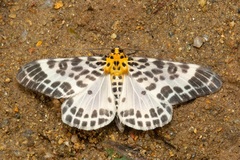 Pogonopygia nigralbata