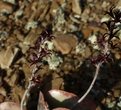 Adromischus maculatus