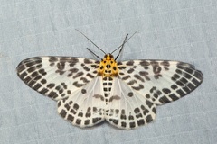 Pogonopygia nigralbata