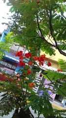 Caesalpinia pulcherrima