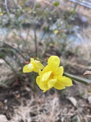 Magnoliopsida