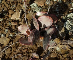 Adromischus maculatus