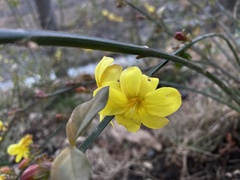 Magnoliopsida
