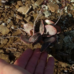 Adromischus maculatus