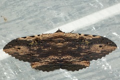 Anisoneura aluco