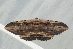 Anisoneura aluco