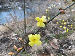 Magnoliopsida