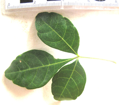 Allophylus decipiens