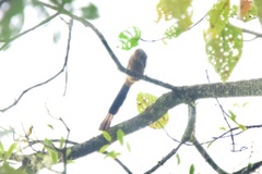 Dendrocitta cinerascens