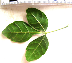 Allophylus decipiens