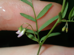Vicia tetrasperma