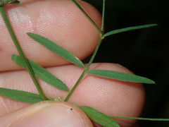 Vicia tetrasperma