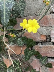 Magnoliopsida