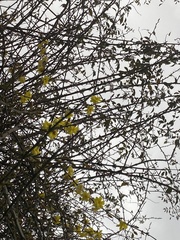 Magnoliopsida