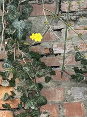 Magnoliopsida