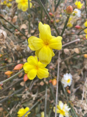 Magnoliopsida