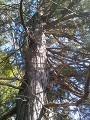 Juniperus maritima